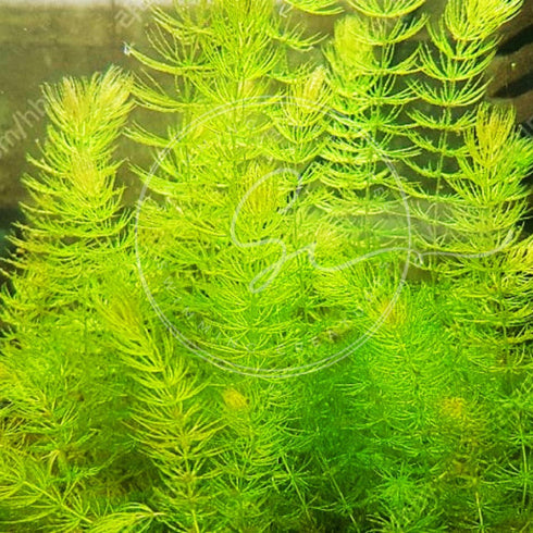 Swimming (2 Creatures Live Aquarium Plants Large Bunch Hornwort)