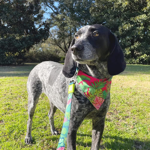 Max & Molly 2-in-1 No-Tie Reversible Pet Bandana - Vibrant Designs, Durable & Machine-Washable for Cats & Dogs