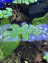 TMD Fishkeeping 24 Water Spangles (Salvinia Minima), Live Aquarium/Aquatic/Floating/Pond/Beginner Plant NO Snail by