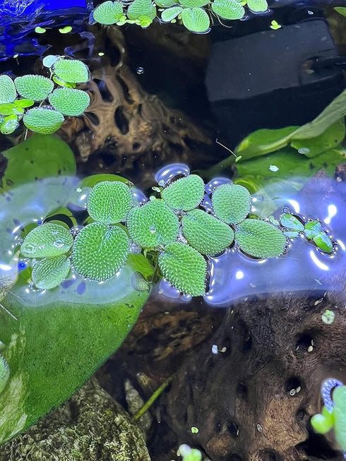 TMD Fishkeeping 50 Water Spangles (Salvinia Minima) Live Floating Plants for Aquarium or Pond by TMDFishKeeping