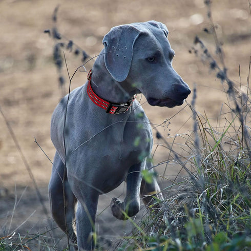 Martingale Dog Collars: Reflective Nylon with Quick Release Buckle, Adjustable No Slip Training Collar (X-Small, Red)