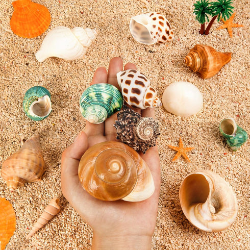 12PCS Hermit Crab Shells, Natural Sea Conch Size 1.6"-3.2", Growth Turbo for Small to Large Crabs, Beach Decor