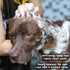 Pet Silk Rainforest Clean Scent Shampoo, 16oz, Long-Lasting Fragrance for Dogs & Cats, Gentle & Safe