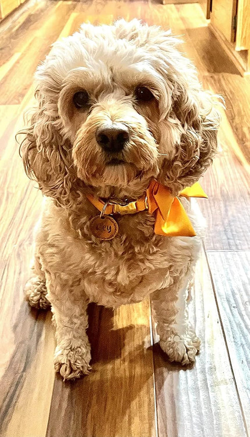 Maca Bates Dog Collar with Bow Bowtie - Solid Colors Adjustable Breakaway Yellow Collars for Dogs, Birthday Gift