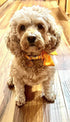 Maca Bates Dog Collar with Bowtie for Dogs, Adjustable Breakaway Yellow Collars for Small Medium Large XL