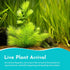 10-Pack Hornwort Live Aquarium Plants Bundle for Freshwater Aquarium and Ponds by Canton Aquatics