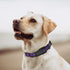 Mile High Life Reflective Dog Collar, Nylon Pet Collars with Buckle, Purple for Small Dogs (X-S)