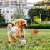 Indestructible Dog Balls for Aggressive Chewers - Floating Bouncy Balls for Small Breed Dogs - 2.5" (4 Pack)