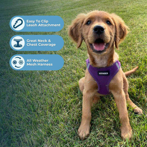 Best Pet Supplies Voyager Step-in Air Dog Harness, Reflective No Pull for Small, Medium Dogs, Cats - Purple, M