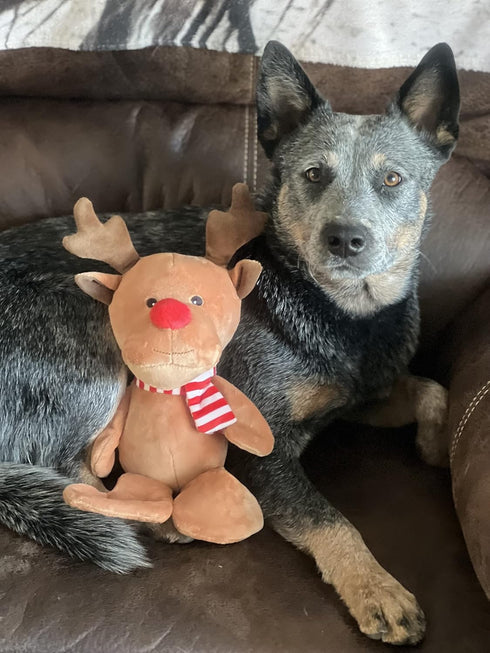 Midlee Christmas Reindeer Plush Dog Toy with Scarf, Squeaky Holiday Pet Gift