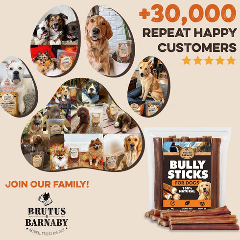 BRUTUS & BARNABY 6" Bully Sticks for Dogs, Low-to-No Odor, Grass-Fed Chews