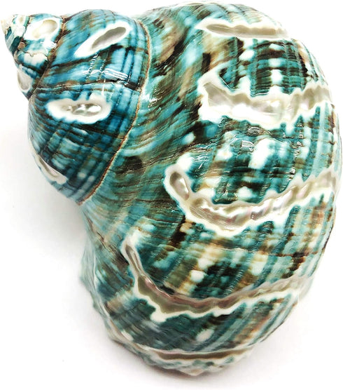PEPPERLONELY 1 3-1/2 Inch 4 Inch PC Spiral Jade Turbo Sea Shell, Hermit Crab Sea Shells, ~