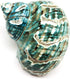 PEPPERLONELY 1 3-1/2 Inch 4 Inch PC Spiral Jade Turbo Sea Shell, Hermit Crab Sea Shells, ~