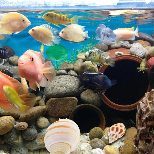 12pcs Set Aquarium Natural Conch Shells Hermit Crab Replacement Shells Fish Tank Landscaping Ornament Decorative Micro