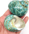 PEPPERLONELY 2 PC Natural Large Hermit Crab Shells, Green Blue Gade Turbo, 2-1/2