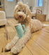 Nestpark Tumbler Cup Funny Dog Toy - Parody Plush Squeaky Crinkle Dog Toy (Mint Green)