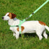 Plutus Pet Cotton Dog Harness and Leash Set, Quick Fit Vest Harness, Reflective Soft Padded, Light Green, M for Dogs