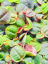 TMD Fishkeeping 30+ Red Root Floater - Live Aquarium Plants