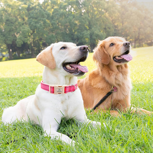 Lionheart Glory Reflective Dog Collar, Adjustable Durable Soft Classic Collar for Female Male Small Dogs Pet Gift (Pink)
