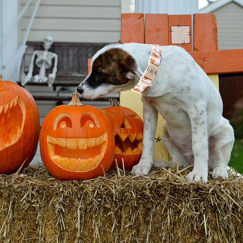 Elegant Little Tail Dog Collar, Halloween Adjustable Collar for Small Medium Large Dogs with Quick Release Buckle (XS,