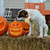 Elegant Little Tail Dog Collar, Halloween Adjustable Collar for Small Medium Large Dogs with Quick Release Buckle (XS,