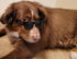 G006 Dog Medium Breeds 20-40 lbs Pet Cat 80s Costume Prop Sunglasses, Black