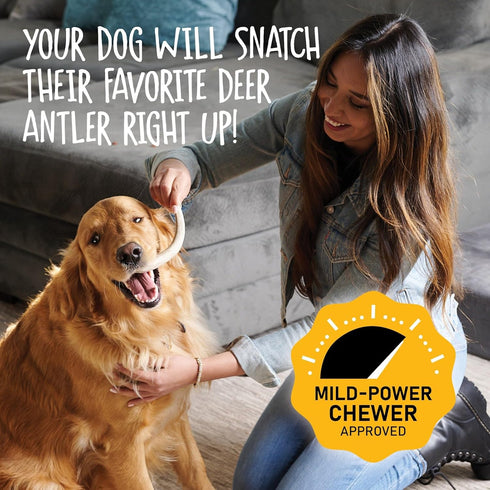 Snatchers Whole Elk Antlers for Dogs – Durable, Naturally Shed Antlers for Mild to Aggressive Chewers (Medium 1 Count)