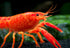 1 Aquatic Arts Male Neon Red Crayfish | Live Freshwater Aquarium Lobster / Crawfish / Crawdad / Real Living Fish Tank