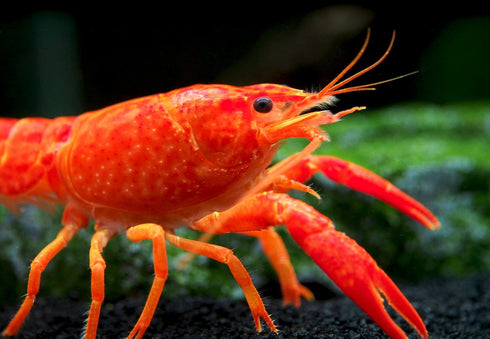 1 Aquatic Arts Female Neon Red Crayfish | Live Freshwater Aquarium Lobster / Crawfish / Crawdad / Real Living Fish Tank