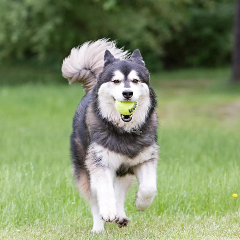 (6 Pack) KONG Air Dog SqueakAir Dog Toy Tennis Balls, Medium