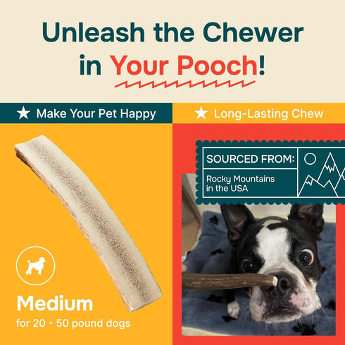 Split Medium Elk Antler for Dogs - Natural, Long-Lasting Chews for Medium Breeds - Aggressive Chewers - Shed in USA