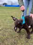 Dingo Dog Tug Toy with Handle, Dog Bite Pillow for Tug of War, Colorful Cotton, Size S, Z30001