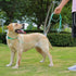 Waterproof Dog Leash, 5/6 FT Durable Odor-Proof with Strong Metal Hooks for Small Medium Large Dogs, Mint Green