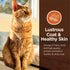Wellness CORE Digestive Health Probiotic Coated High Protein Dry Cat Food, Salmon & Rice Recipe, 5 Pound Bag