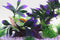 AQUA KT Purple Aquarium Landscape Simulation Artificial Plant, Plastic Fish Tank Decoration, Aquatic Water Plant