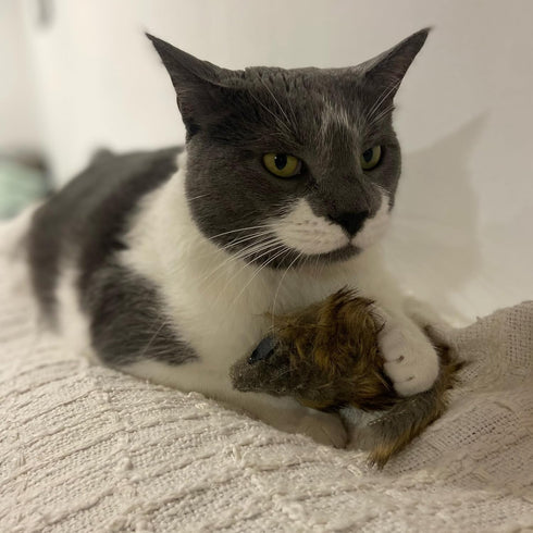 SPOT 8.5in, 1 Shaggy Plush Giant Mouse - Cat Toy, Fuzzy Mice with Catnip and Rattle Toy for Indoor Cats and Kittens
