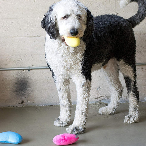 Set 4 Midlee Jelly Bean Easter Dog Toy- of (Large)