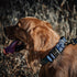 Tough Dog Collars, Tactical Adjustable Dog Collar with Handle, Heavy Duty Metal Buckle for Training, Medium, Blue