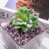 EZEELAI 0.5 Lb/230g 3-5mm, Amethyst Crystal Chips Bulk Tumbled Crushed Stones Natural Crushed Crystal Quartz Healing