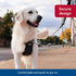 Coastal Pet Walk Right No-Pull Padded Dog Harness, Adjustable, Black, LRG (26"-38")