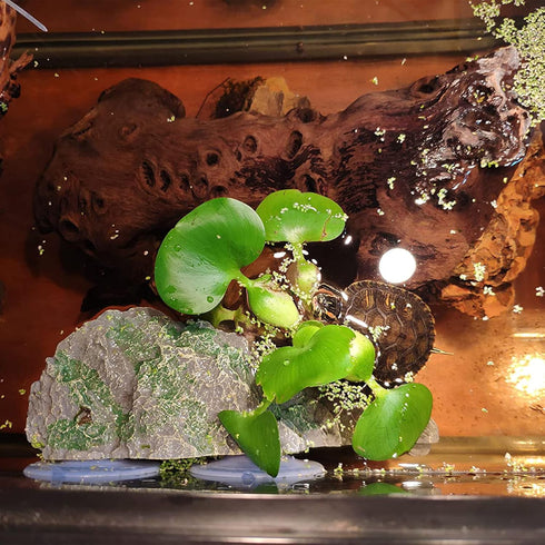 kathson Turtle Basking Platform with Suction Cup, Tortoise Climbing Rest Terrace for Reptile Habitat Rock Decor (L)