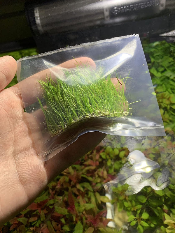 Marcus Fish Tanks - Dwarf Hairgrass Eleocharis Parvula Live Aquarium Plants Carpeting