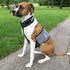 Dog Cooling Vest and Cooling Collar - Ice Vest for Medium Dogs (22" to 27" Girth)