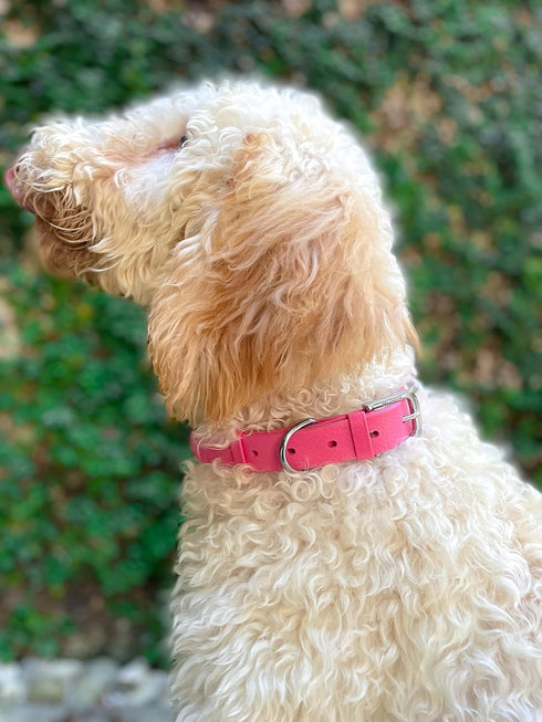 Tuff Pupper Classic Heavy Duty Dog Collar, 10x Stronger Than Leather, 100% Waterproof, Medium (15-19" Neck)