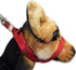 PetsProMax Dog Headcollar for Pulling and Reactive Dogs, No-Pull Training Collar for Large Dogs, Red (L)