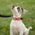 Moots Root Hand-Knitted Leather Pet Collar, Pink, Small, ART110S