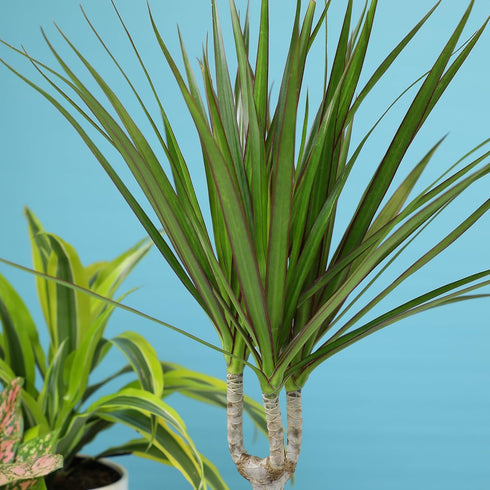 6" Live Dracaena Marginata, Easy House Plant Decor in White Pot, Dragon Tree, Real Office Plants, Decorative Gifts by