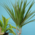 6" Live Dracaena Marginata, Easy House Plant Decor in White Pot, Dragon Tree, Real Office Plants, Decorative Gifts by