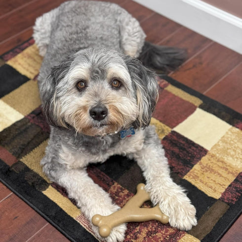 SPOT Bam-Bones Wishbone Dog Chew - Made with Strong Bamboo Fiber, 7in, Chicken Flavor for Light to Moderate Chewers