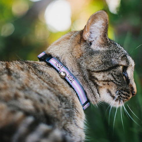 Cat Collar Breakaway Flag Transgender Baby Blue Baby Pink White 8 to 12 Inches 0.5 Inch Wide